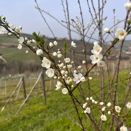 Le Cornici - Cascina Di Charme Diano dʼAlba
