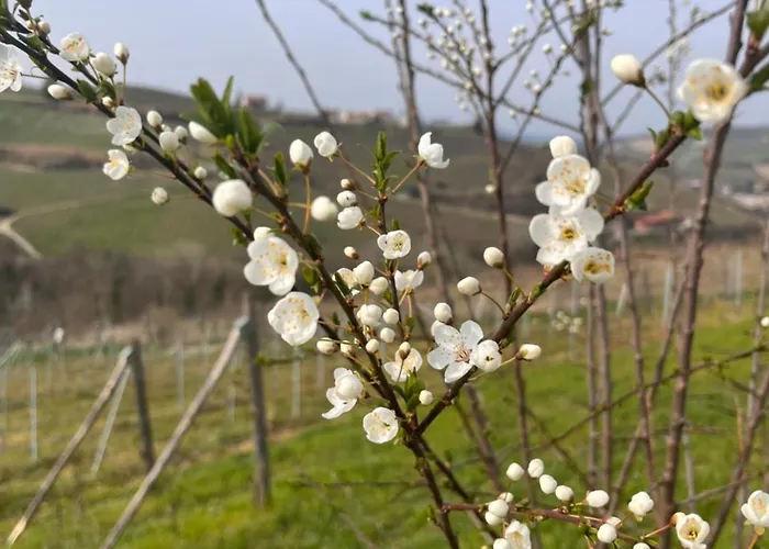 Le Cornici - Cascina Di Charme Diano dʼAlba